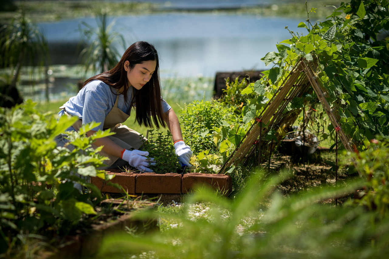 Tending the lakeside garden beds
