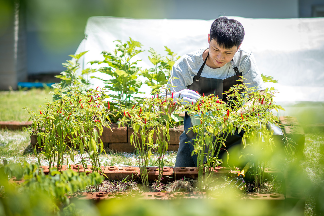 Gardening therapy — เฝ้ามองผลผลิตที่เติบโตขึ้น ที่ศูนย์บำบัดยาเสพติด Day One