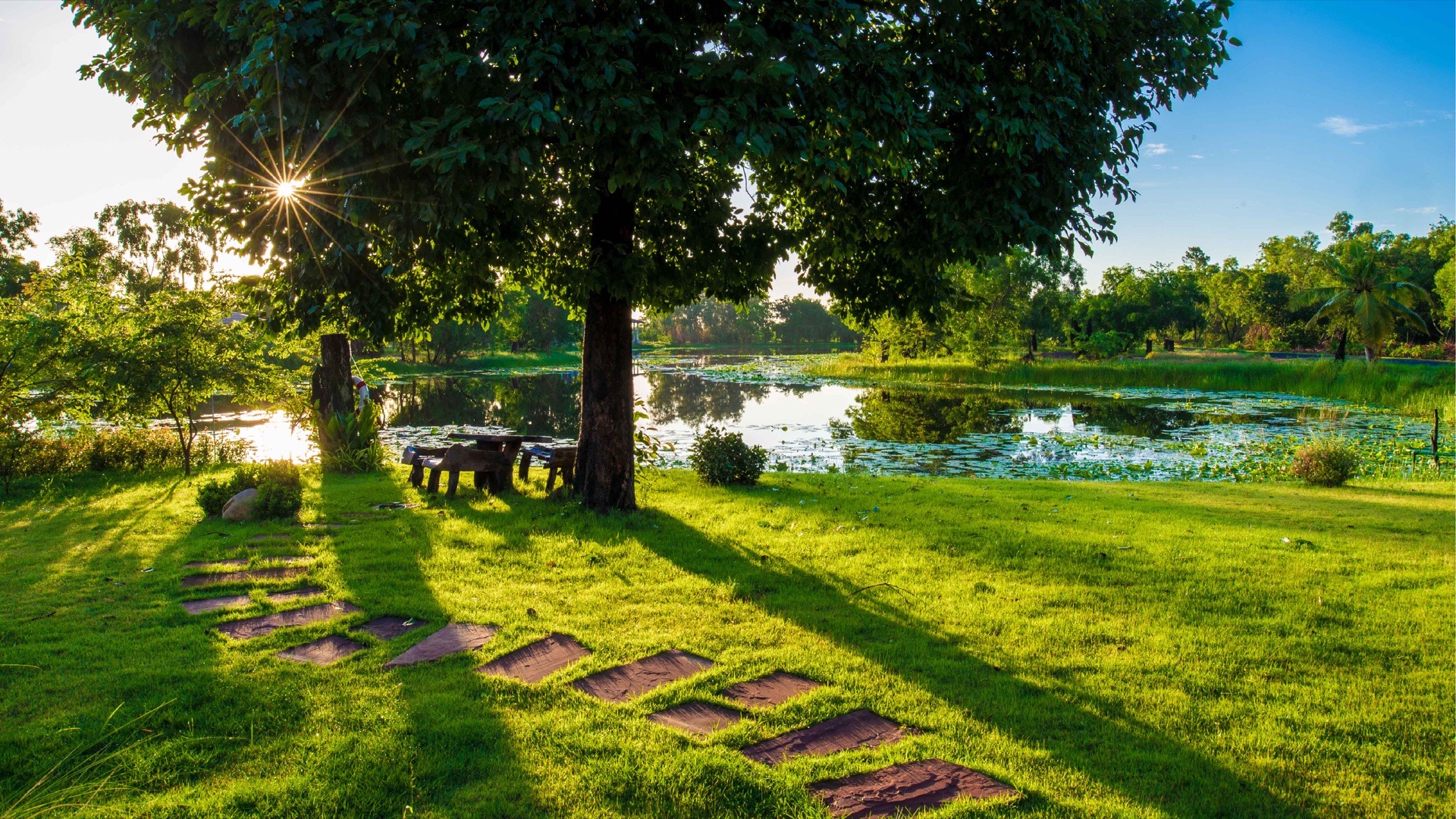 Morning light under the big lakeside tree